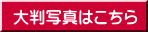 大判写真はこちら